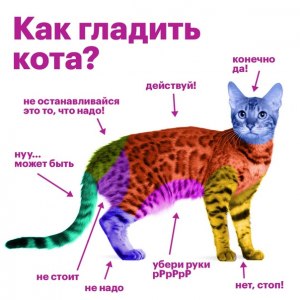 Как понравиться коту?