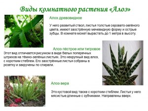 Как по другому называют разновидность растения алоэ?