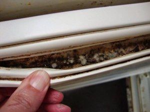 Что за личинки могут завестись под верхней крышкой холодильника?
