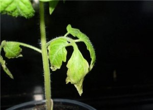 Почему отсыхают нижние листья у рассады томатов?