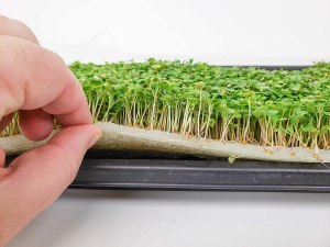 В каком грунте выращивают микрозелень?
