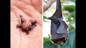 А как летучие мыши испражняются днём?