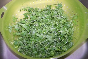 Как приготовить салат из мокрицы без огурцов?
