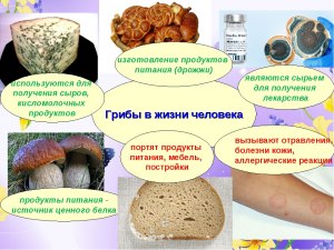 Какие грибы используются при приготовлении кундюмов?