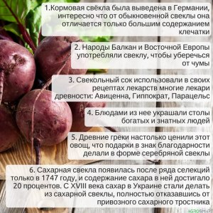 Как избавиться от запаха свеклы в борще?