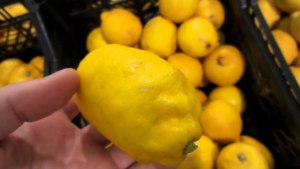 Правда, что большие лимоны - это ГМО?