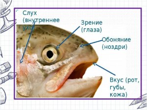 Выгодно ли выходит брать рыбные головы на уху?