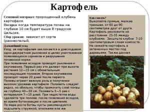 Как белорусы возделывают картофель, как выкапывают и хранят?