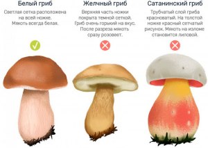 Чем отличается белый гриб от маслёнка; чем похожи и какие есть различия?