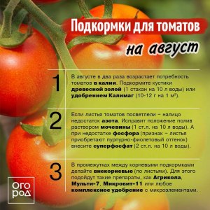 Что вы делаете, чтобы томаты после сбора быстрее дозрели?