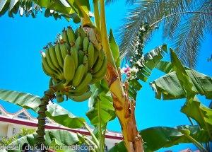 Растут ли бананы на пальмах в Сочи?