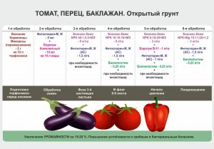 Когда баклажаны стоят дешевле, летом или осенью?