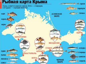 Какую морскую рыбу стоит попробовать летом в Крыму?