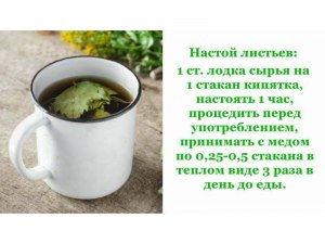 Заваривать чай лучше из сухих или свежих листьев смородины?