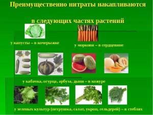 Какие овощи накапливают нитраты?