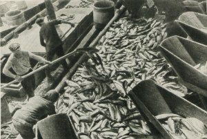 Из какой рыбы изготавливали в 30-е гг 20-го века рыбные фрикадельки?