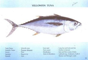 Можно ли считать желтоперого тунца низкокалорийной рыбой?