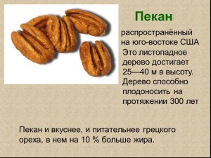 Что за орехи такие - пекан? На что они похожи?