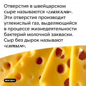 Почему швейцарский сыр без дырок? Это нормально?