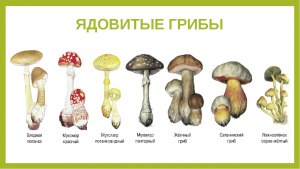 Как люди исторически узнали: какие грибы ядовитые, а какие нет?