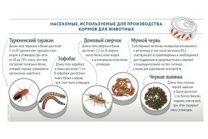 Если есть еда из насекомых, то станут ли есть червей, в т. ч. паразитов?