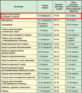 Когда надо сажать рассаду помидоров в средней полосе?