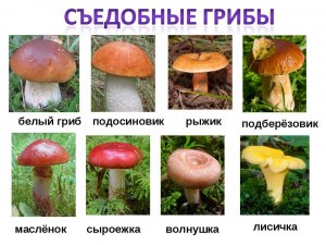 Какие грибы из съедобных могут светиться?
