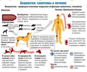 Можно ли заболеть бешенством от сурка, съев будог из сурка?