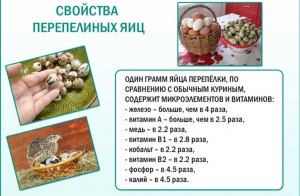 Какой голландез лучше: на куриных или перепелиных яйцах, почему?