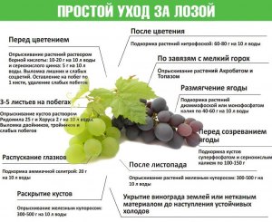 Где купить виноградные листья? Как правильно выбрать?