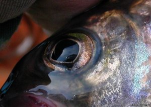 Через сколько мутнеют глаза у рыбы на рынке?