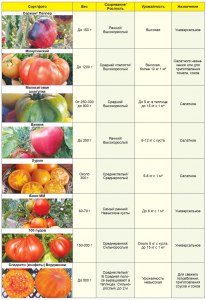Какого региона России помидоры самые вкусные?
