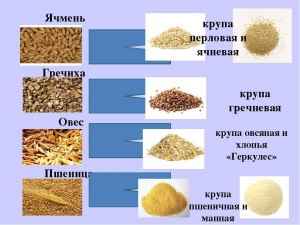 Почему каша из гречневых, пшеничных... хлопьев вкуснее, чем из целых зёрен?