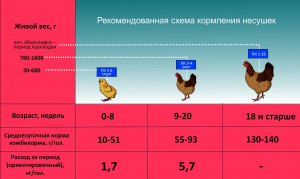 В чем разница между обычной курицей и курицей для детского питания?
