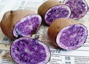 Вкусный ли картофель с фиолетовой мякотью?