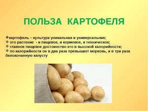 Есть ли польза от картошки организму человека, в чем она заключается?