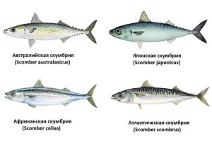 Чем отличаются скумбрия тихоокеанская и атлантическая, какая лучше?