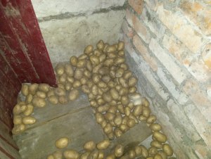 Померз картофель в погребе гаража. Как его можно теперь использовать?