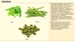 Почему нельзя есть овощную фасоль в сыром виде?