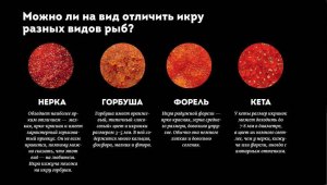 Чем отличается икра красная из кеты и из лосося?