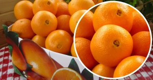 Какой сорт апельсинов самый сладкий?