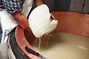 Как для ферментации сыра использовать грибы вместо фермента теленка?