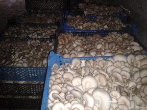 Сколько кг грибов вешенки в ящике?