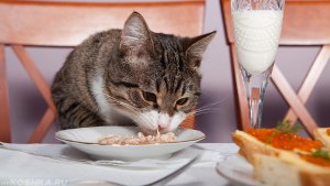 Если кот жрёт крабовые палочки значит, для людей это тоже качественная еда?