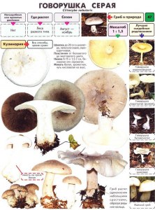 Чем грибы рядовки отличаются от грибов говорушек?