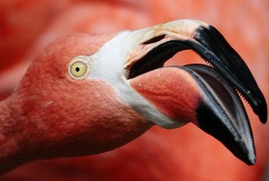 Язык какой птицы был древнеримским деликатесом? Почему?