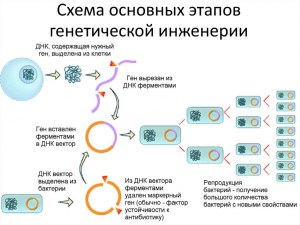 Двухжелтковые яйца - результат вмешательства генной инженерии?