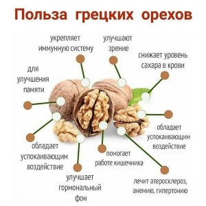 Какими орехами можно "зарядить" мозги? Почему?
