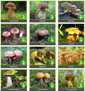 Можно ли сегодня ещё найти сьедобные грибы в лесах на северо-западе РФ?