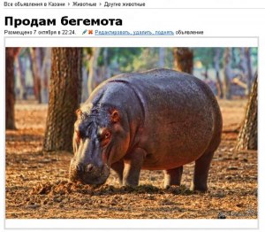 Почему в магазинах России не продают мясо бегемота?